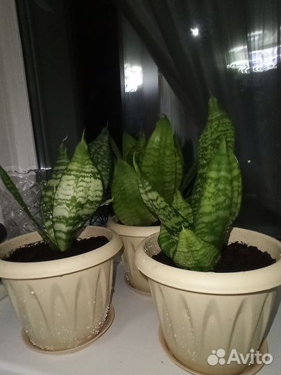 Сансевиерия