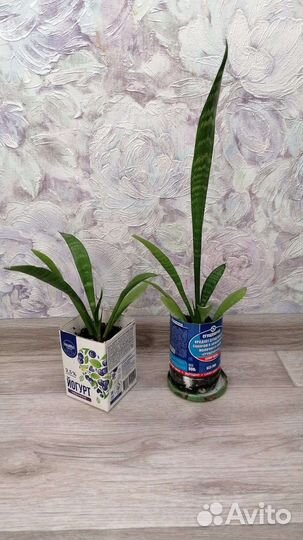 Замиокулькас, щучий хвост