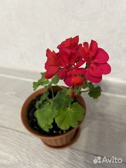 Пеларгония герань сортовая(низкорослая)