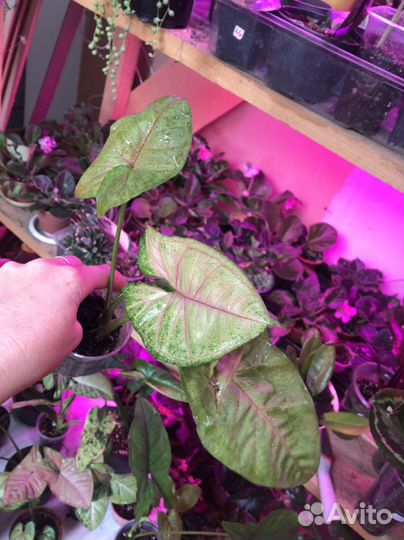 Сингониумы сортовые