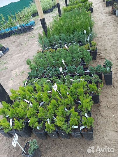 Большой выбор хвойных растений