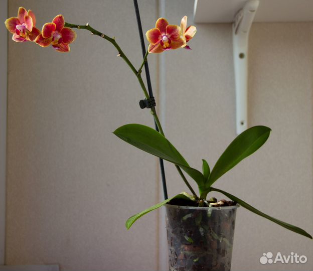 Орхидея фаленопсис