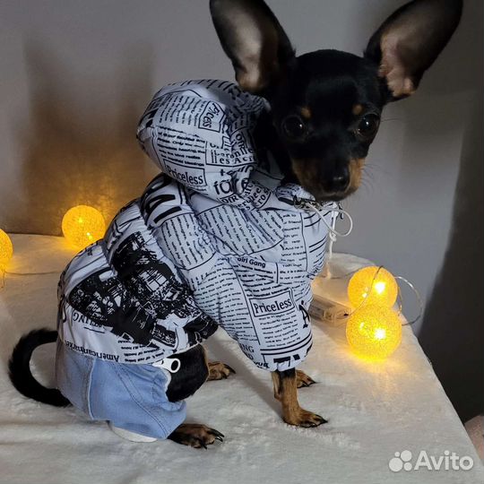 Пошив одежды для собак