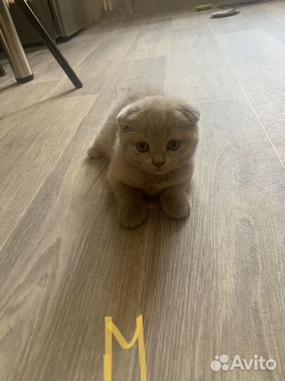 Шотландская кошка