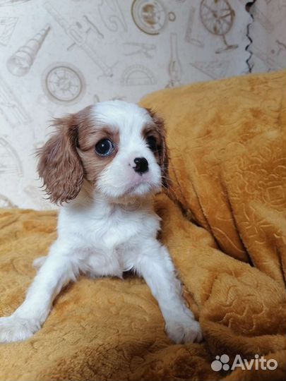 Девочка Луна Кавалер кинг чарльз спаниель