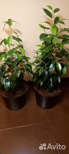 Фикус бенджамина