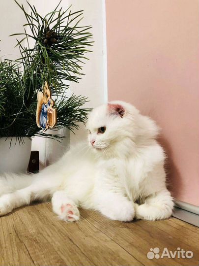 Кошка в хорошие руки