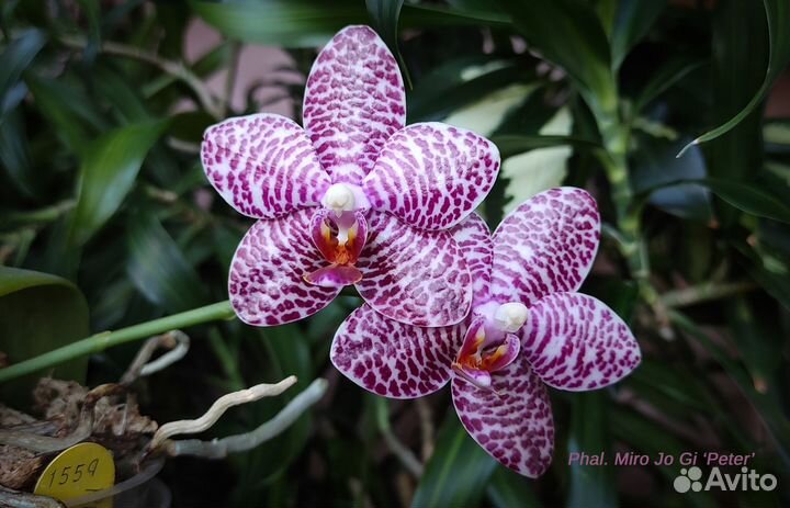 Phal. Miro Jo Gi Peter, Ohl Flame Yung Ho и др