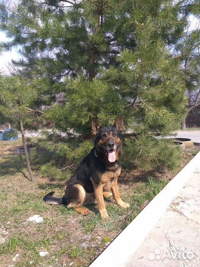 Щенки немецкой овчарки рабочего разведения РКФ