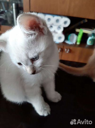 Кошка в дар