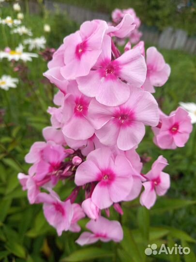 Лилии белые, ромашки белые,пионы,флоксы розовые