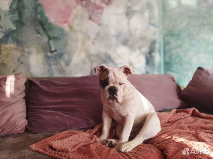 Английский бульдог