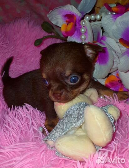 Супер минюшечки в кармашек,куколки,доставка