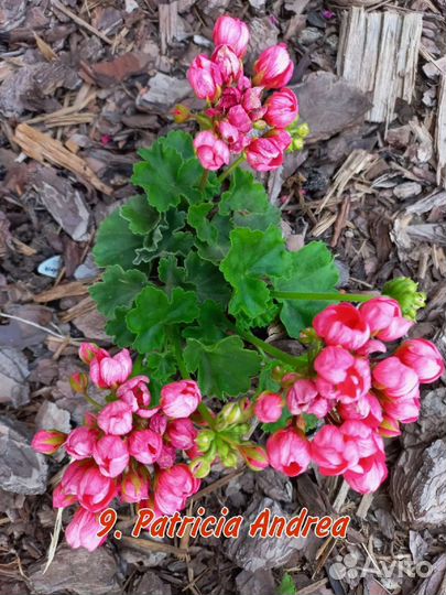 Комнатные цветы