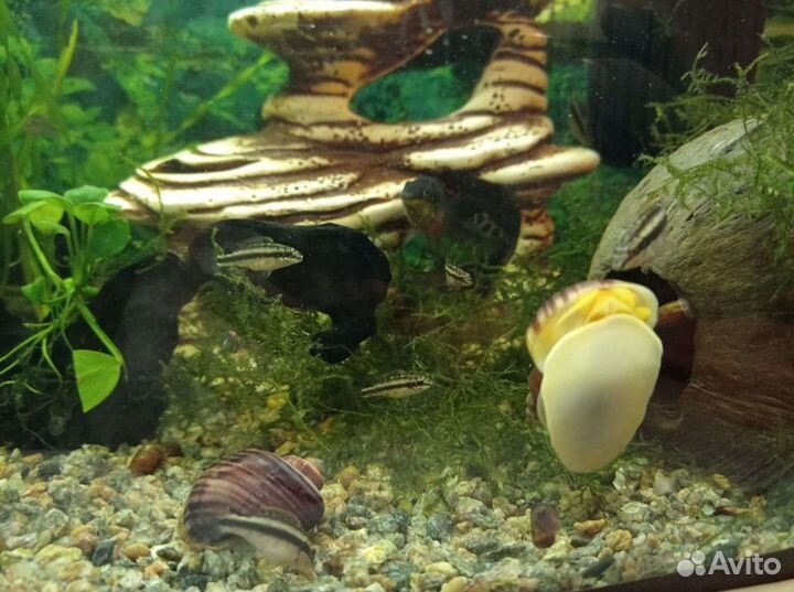 Мох/Пельвикахромис пульхер/рыбки аквариумные