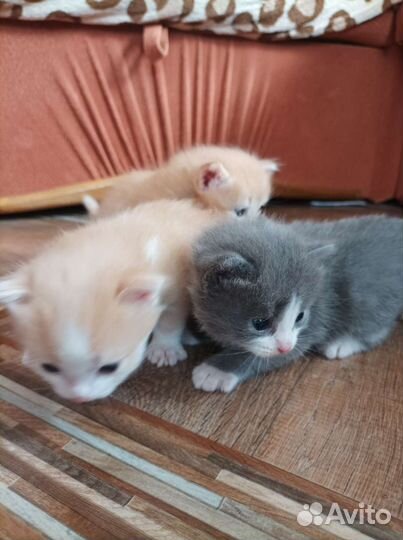 Котята мальчики в дар бесплатно