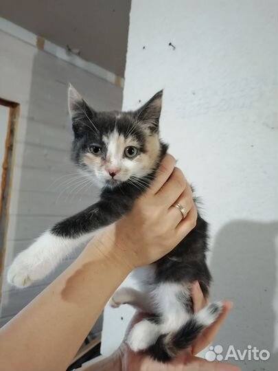 Отдам котенка