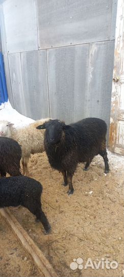 Овцы на племя