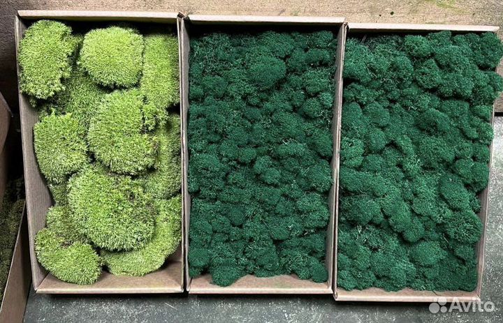 Стабилизированный мох картины. Стены