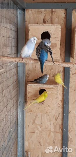 Волнистый попугай