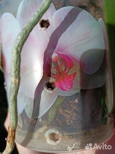 Орхидея фаленопсис