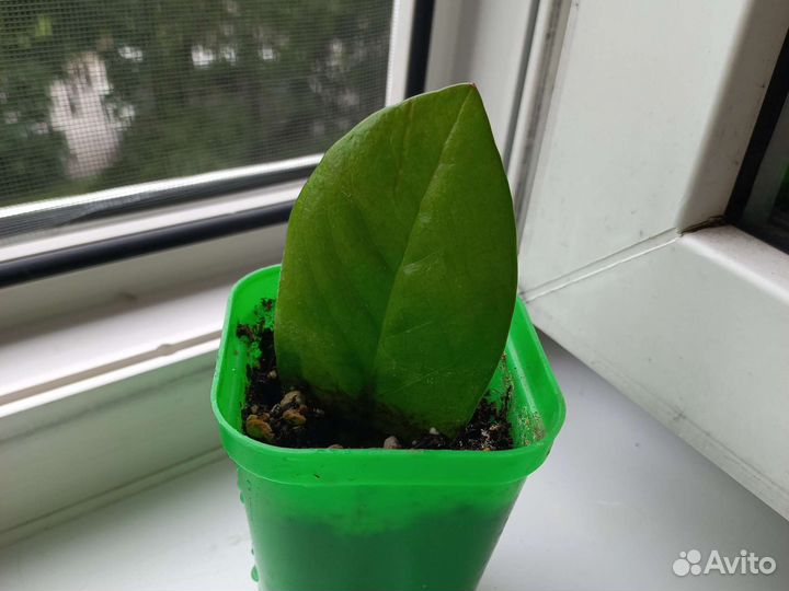 Комнатные растения