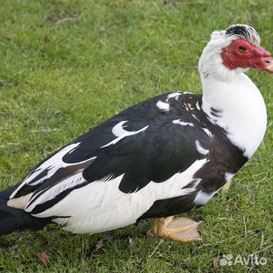 Утки индоутки