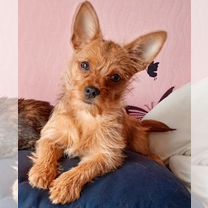 Пятки маленькой девочки. Кусачки silver star ат-881 special. Пятки маленькой девочки. Пятки маленькой девочки. Кусачки silver star ат-881 special.