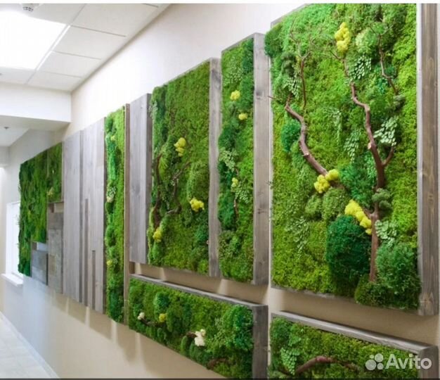 Фито стена из мха