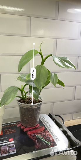 Филодендрон Хастатум