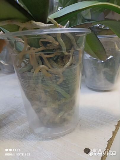 Орхидея биг лип