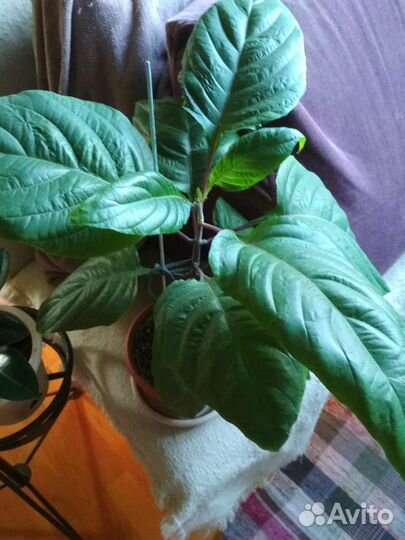 Якобиния розовая, хоя