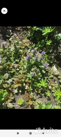 Цветы почвопокровники