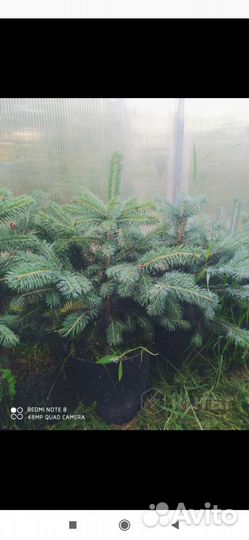 Ель голубая