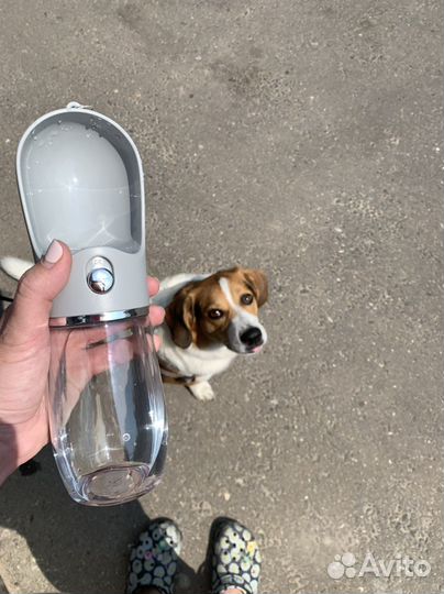 Передержка животных