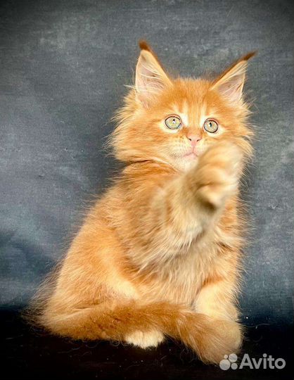 Мейн-кун крупные котята