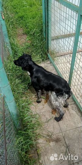 Бретонский эпаньоль