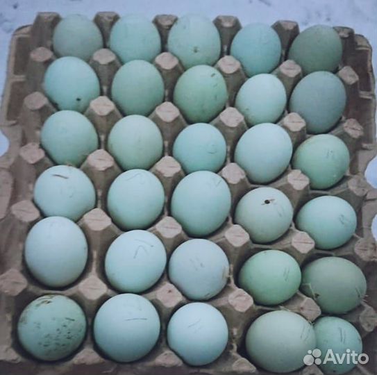 Легбар кремовый инкубационное яйцо