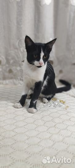 Кошечка бесплатно