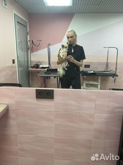 Бесплатная стрижка мальтипу, йорка, пуделя, бишона