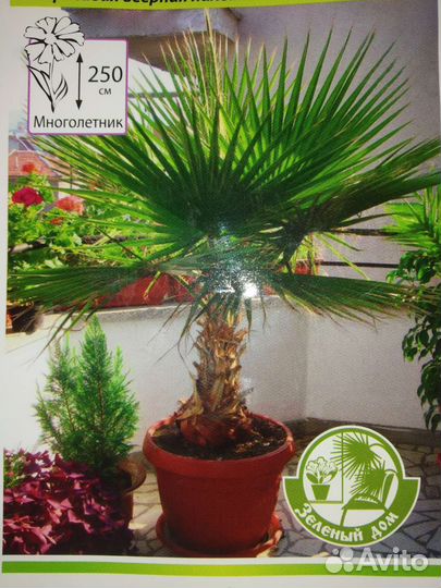 Пальма вашингтония нитеносная