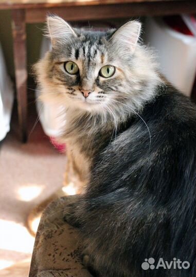 Кошка Сибирячка