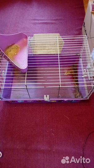 Клетка с поилкой и тд для кролика или другого питц