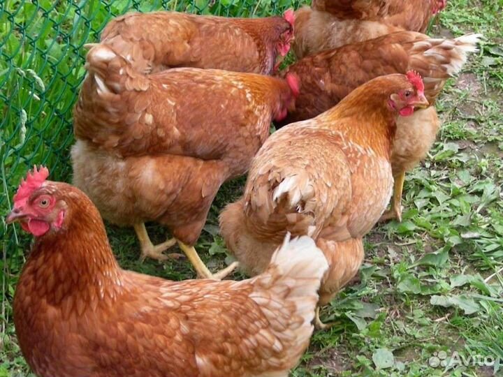 Куры молодки несушки