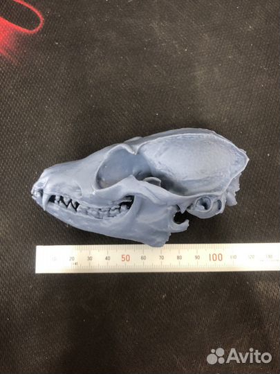 Модель черепа лисы