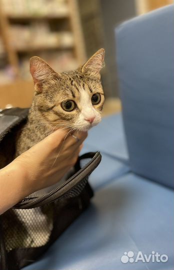 Самая потрясающая кошка