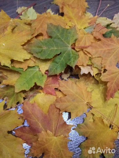 Природные материалы для поделок разные шишки