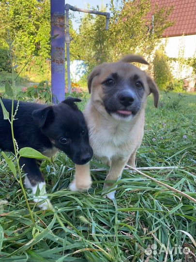 Отдаем щенков в добрые руки