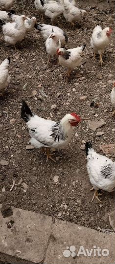 Петухи серебрянка