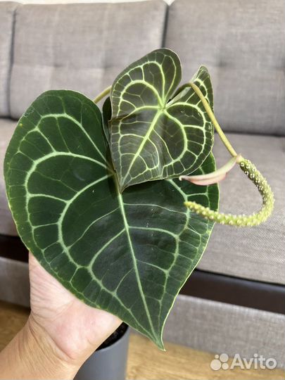 Антуриум Кларинервиум